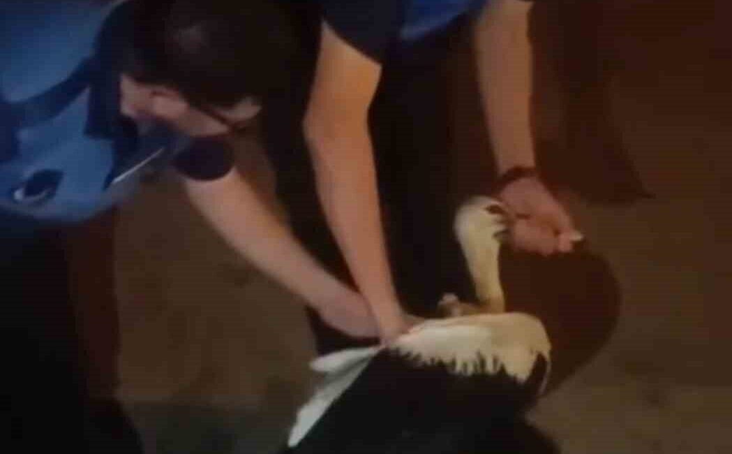 Hatay’ın Reyhanlı ilçesinde bitkin halde bulunan leylek, zabıta ekiplerince koruma