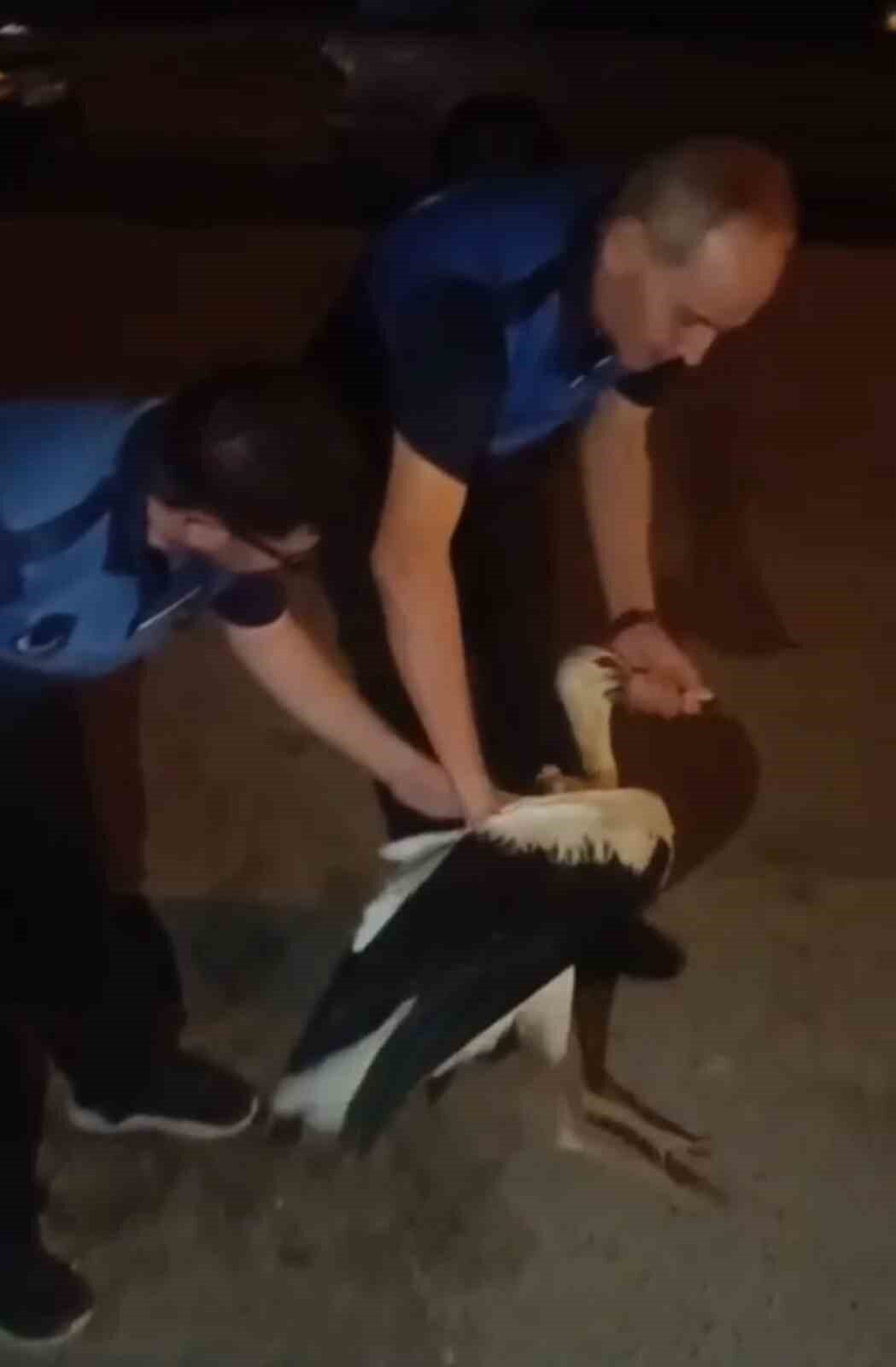 Hatay’ın Reyhanlı ilçesinde bitkin halde bulunan leylek, zabıta ekiplerince koruma