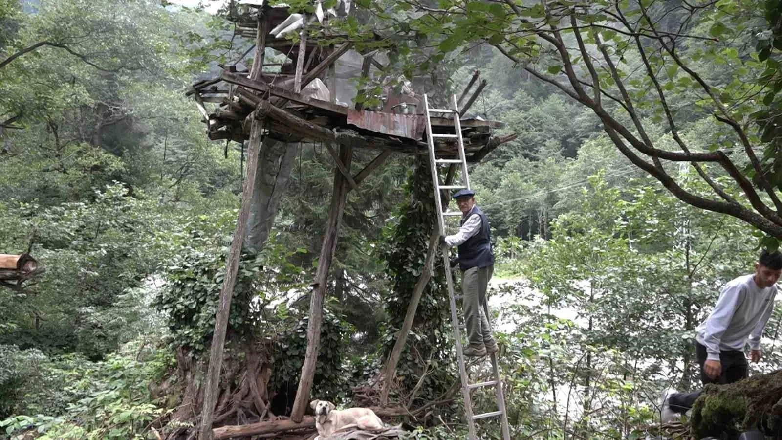 Rize’de yerden metrelerce yükseklikteki ağaçlara kurulan kovanlarda el değmeden üretilen