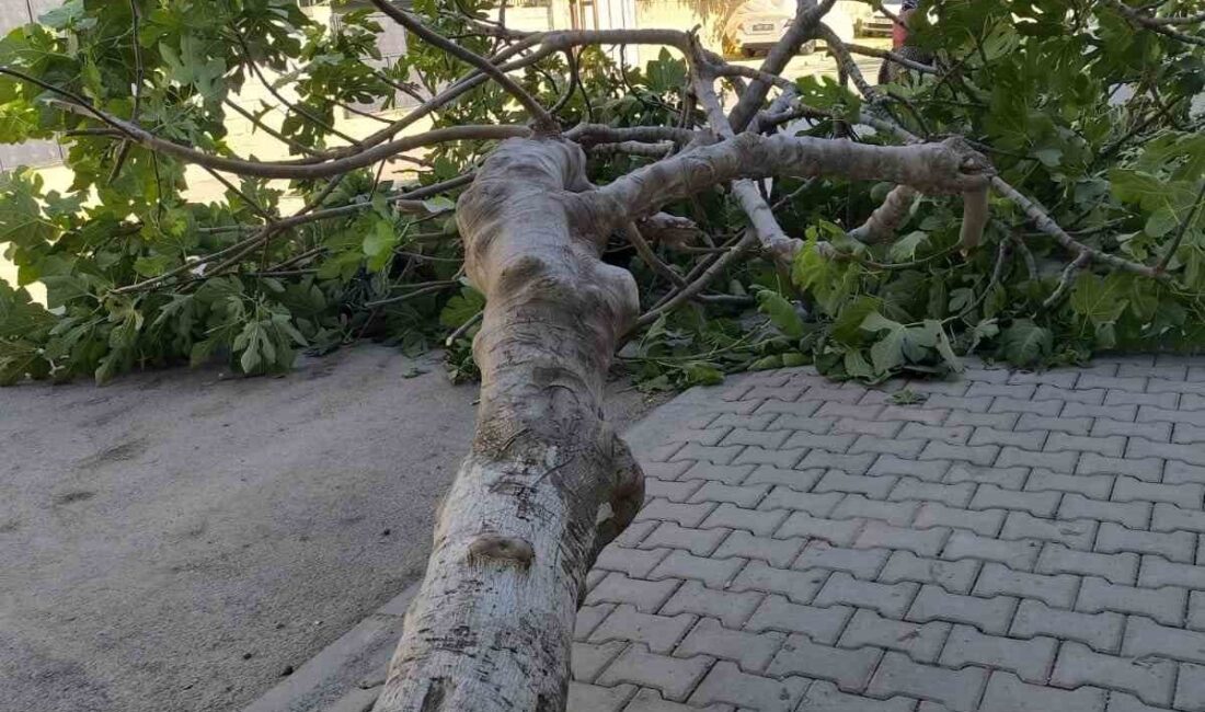 Adıyaman’da, rüzgara dayanamayan bir ağaç devrildi. Adıyaman merkez Siteler Mahallesi’nde