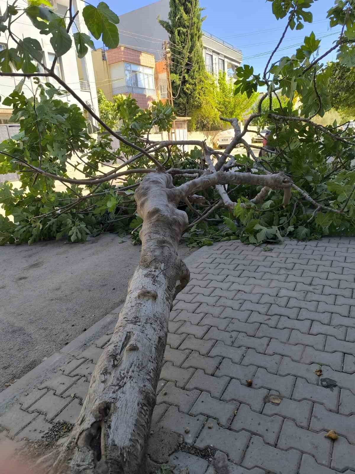 Adıyaman’da, rüzgara dayanamayan bir ağaç devrildi. Adıyaman merkez Siteler Mahallesi’nde