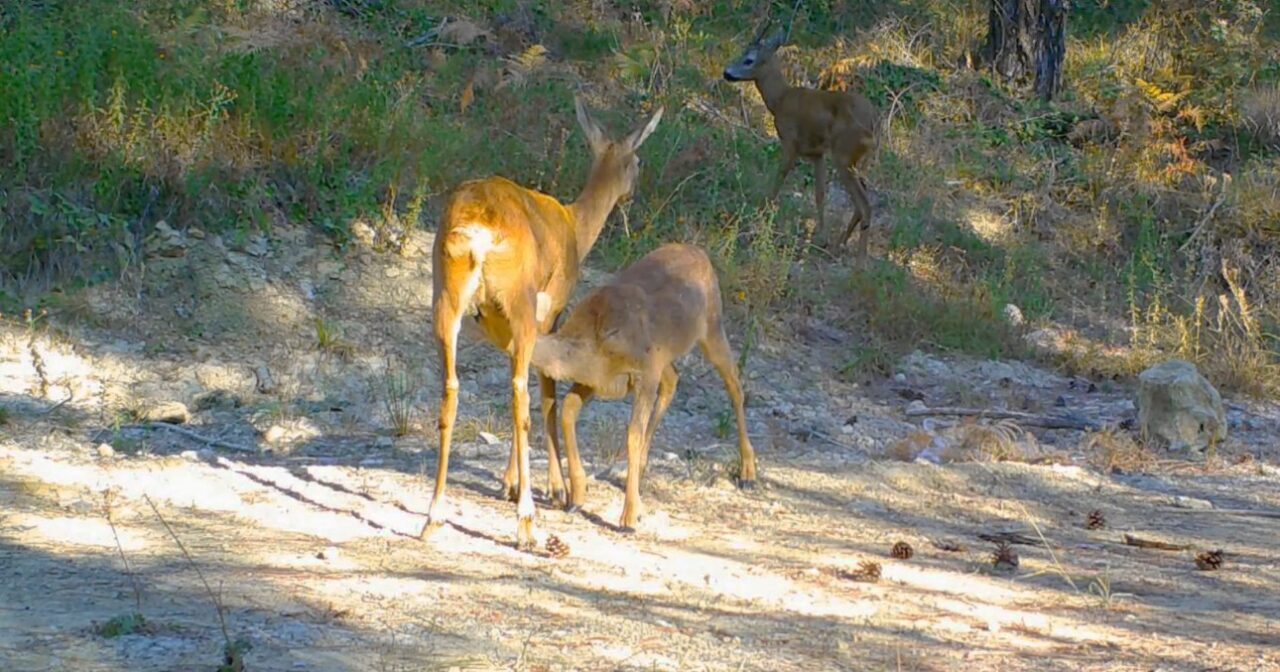Karabük’ün Safranbolu ilçesinde doğa tutkunu tarafından kurulan fotokapana, karaca ve