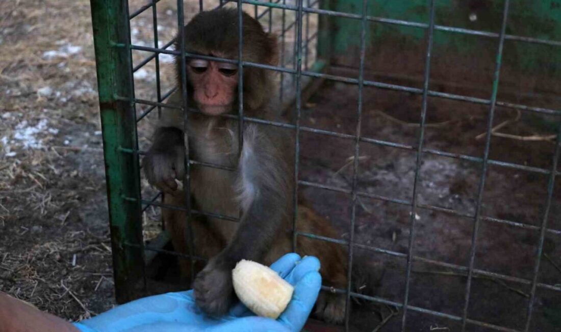 Hatay’da ülkeye kaçak yollarla getirilen maymunun tokatlandığı anlar kısa sürede