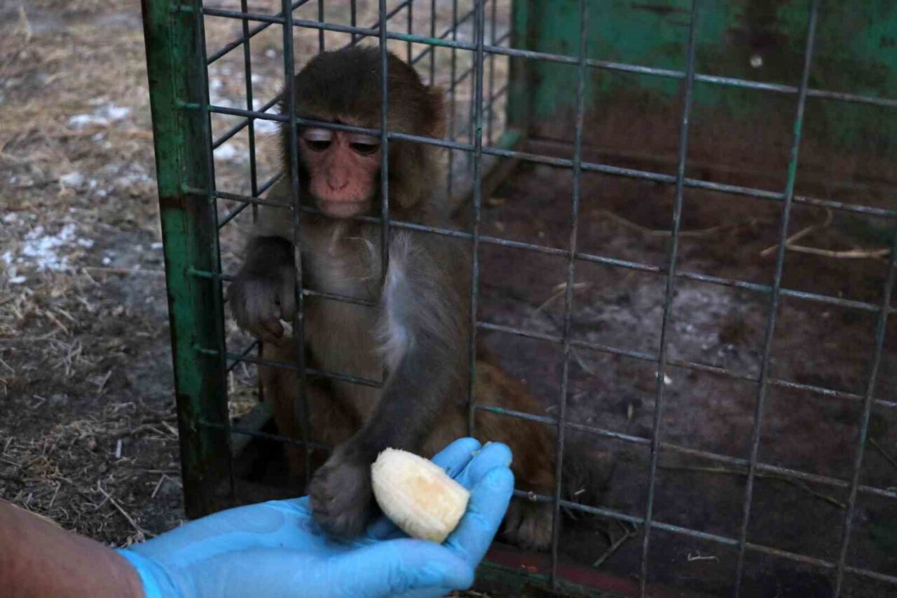 Hatay’da ülkeye kaçak yollarla getirilen maymunun tokatlandığı anlar kısa sürede