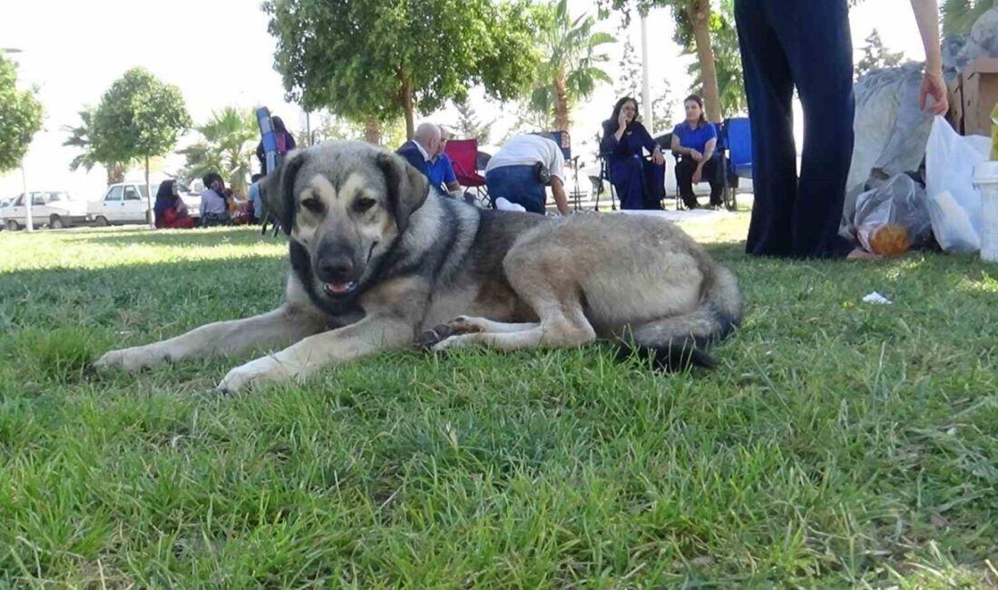 Şanlıurfa’da üniversite yerleşkesi ile tıp fakültesi hastanesinin bahçesini mesken tutan