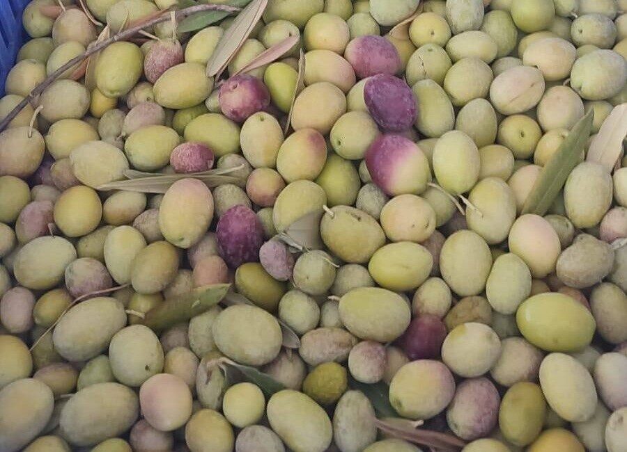 Manisa’nın Salihli ilçesindeki Tarım ve Orman Müdürlüğü ekipleri, zeytin üreticilerini