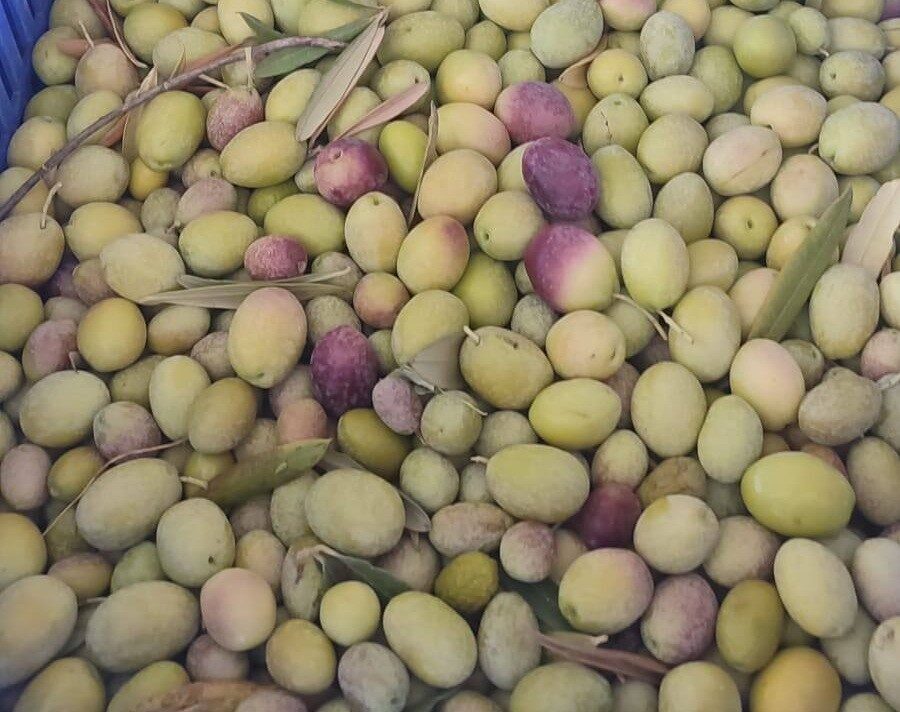 Manisa’nın Salihli ilçesindeki Tarım ve Orman Müdürlüğü ekipleri, zeytin üreticilerini