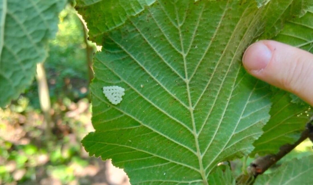 Samsun Büyükşehir Belediye Başkanı Halit Doğan, “2025 yılı itibarıyla hedeflerimizin