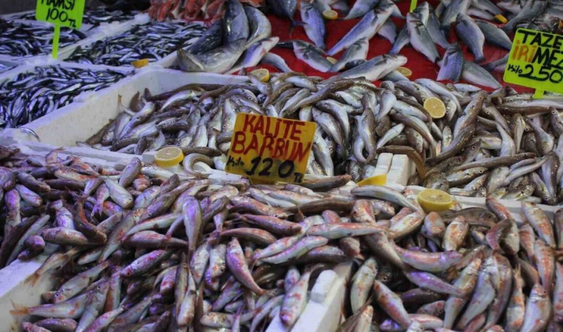 SAMSUN (İHA) – Karadeniz’in bereketli suları bu sezon balıkçı tezgahlarını