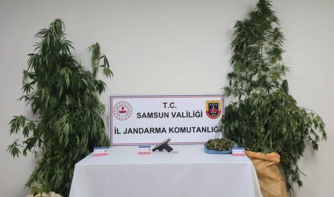 Samsun’da 6 kilo 200 gram kubar esrar maddesi ve kenevir