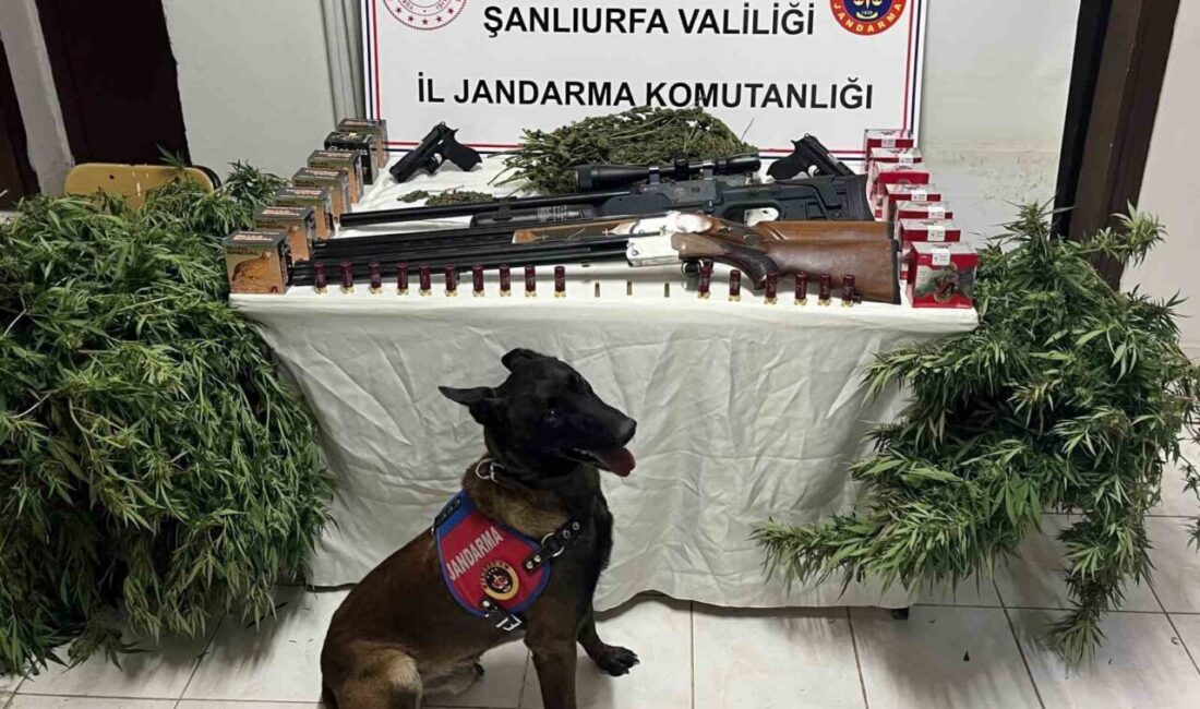 Şanlıurfa’nın Harran ilçesinde jandarma tarafından düzenlenen uyuşturucu operasyonunda 3 şüpheli