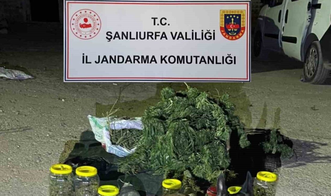 Şanlıurfa’nın Viranşehir ilçesinde jandarma tarafından düzenlenen operasyonda 13 kilo 600