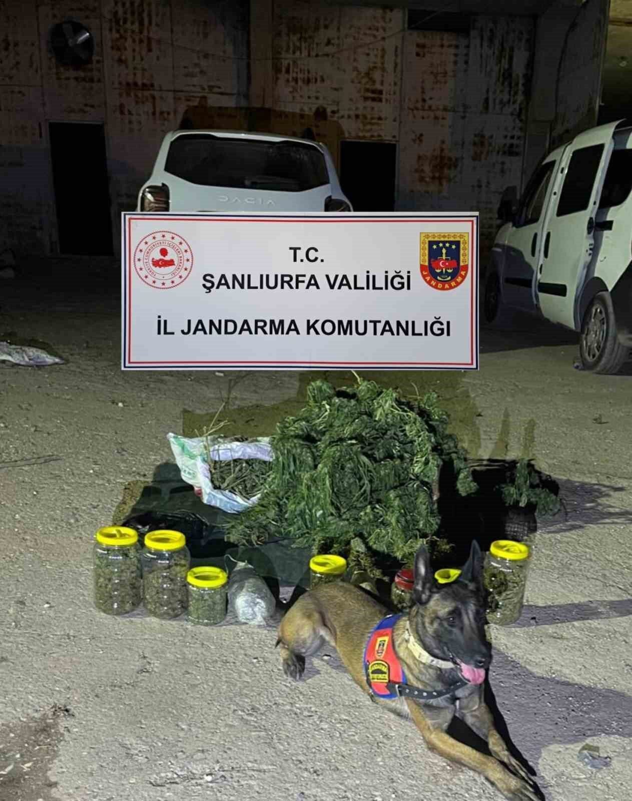 Şanlıurfa’nın Viranşehir ilçesinde jandarma tarafından düzenlenen operasyonda 13 kilo 600