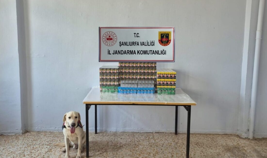 Şanlıurfa’da düzenlenen kaçakçılık operasyonunda, 7 bin 777 paket gümrük kaçağı
