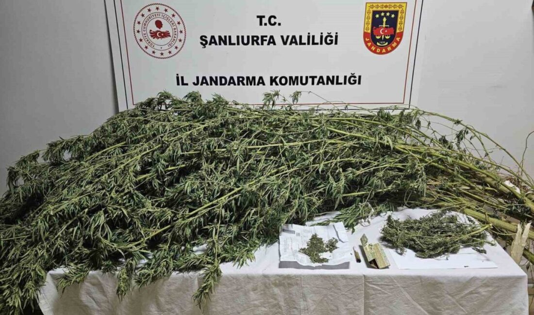 Şanlıurfa’nın Haliliye ilçesinde yapılan çalışmada 330 gram kubar esrar maddesi