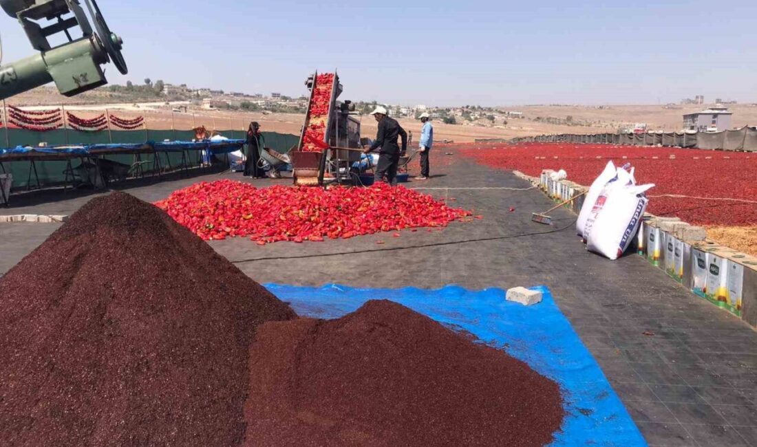 Şanlıurfa’nın vazgeçilmez lezzetleri arasında yer alan isotun üretimi başladı. Kadınların