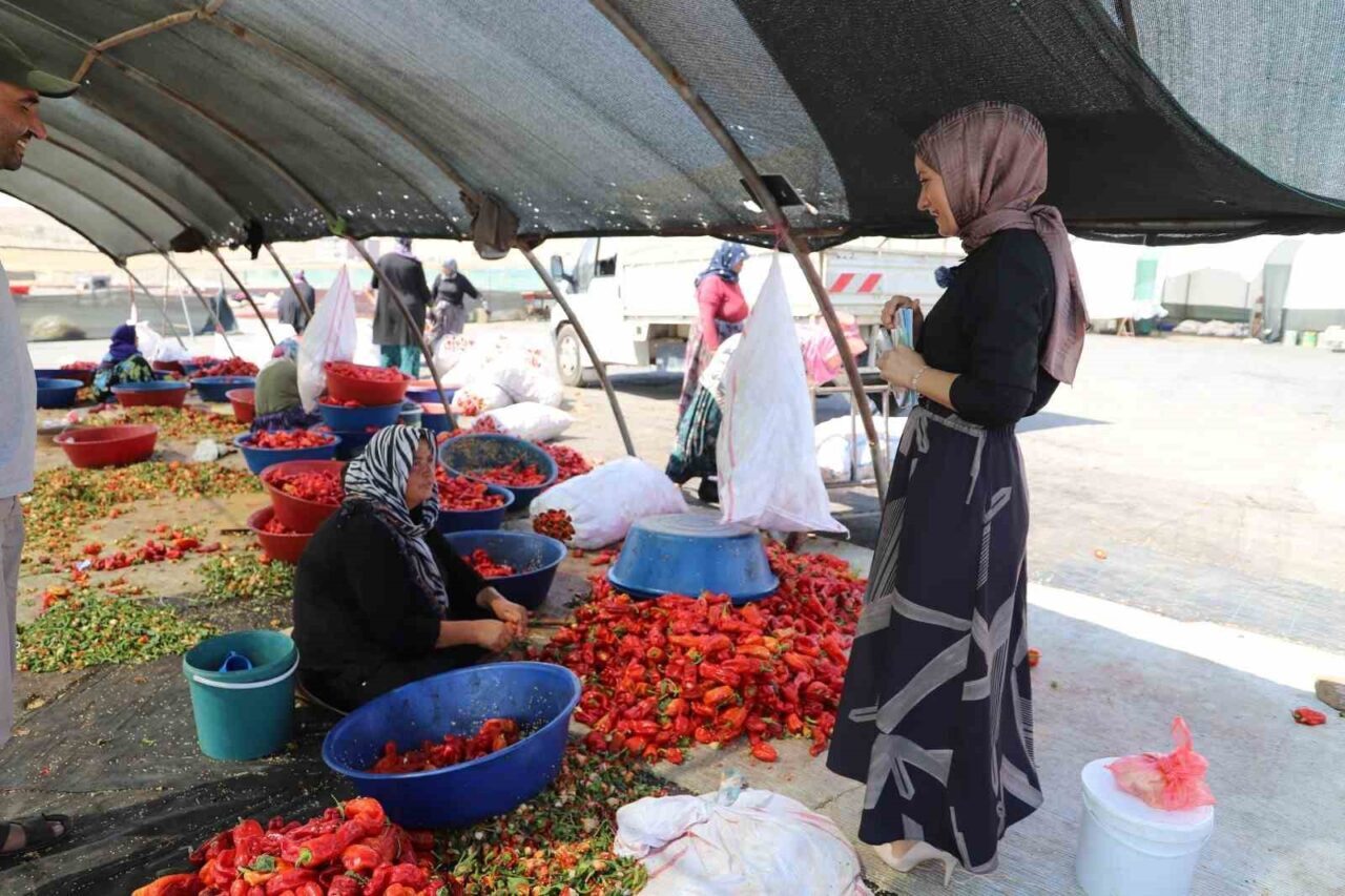 Şanlıurfa’da tarlada çalışan mevsimlik tarım işçilerine mobil sağlık hizmeti veriliyor.