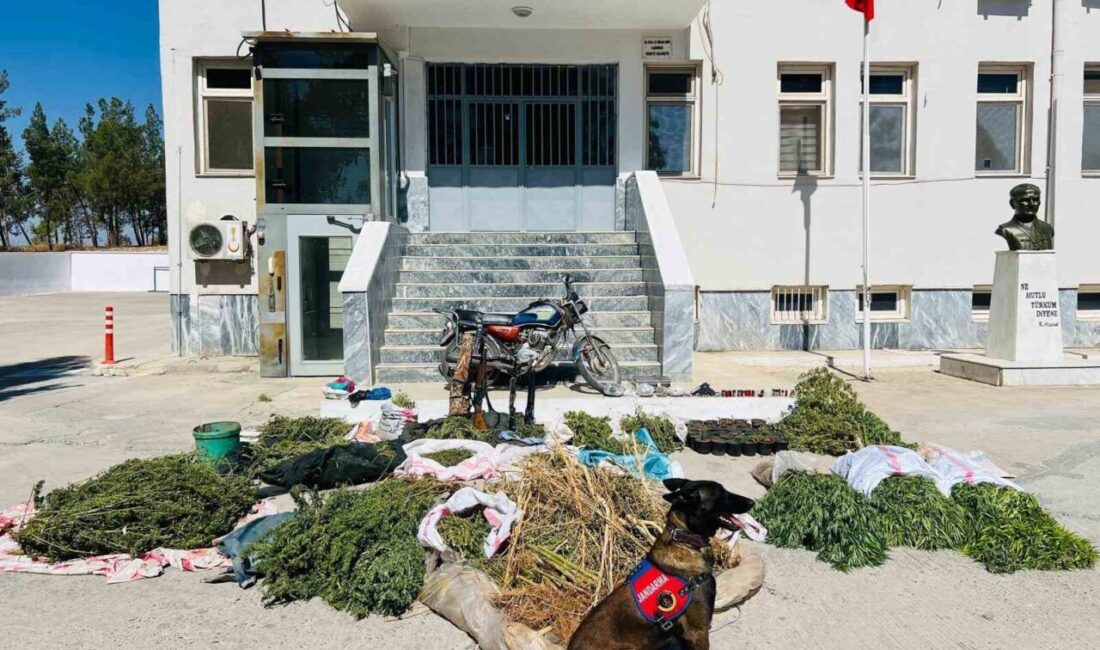 Şanlıurfa’nın Birecik ilçesinde jandarma ekipleri tarafından düzenlenen operasyonda uyuşturucu madde,
