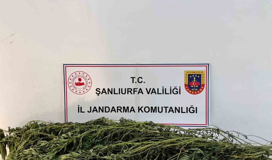 Şanlıurfa merkez ve ilçelerinde jandarma tarafından son bir haftada gerçekleştirilen