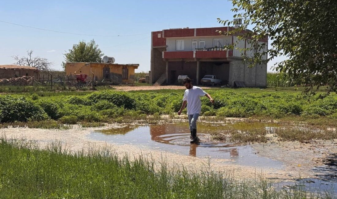 Şanlıurfa’nın Suruç ilçesinde taban suyunun yükselmesi nedeniyle tarım arazileri ve