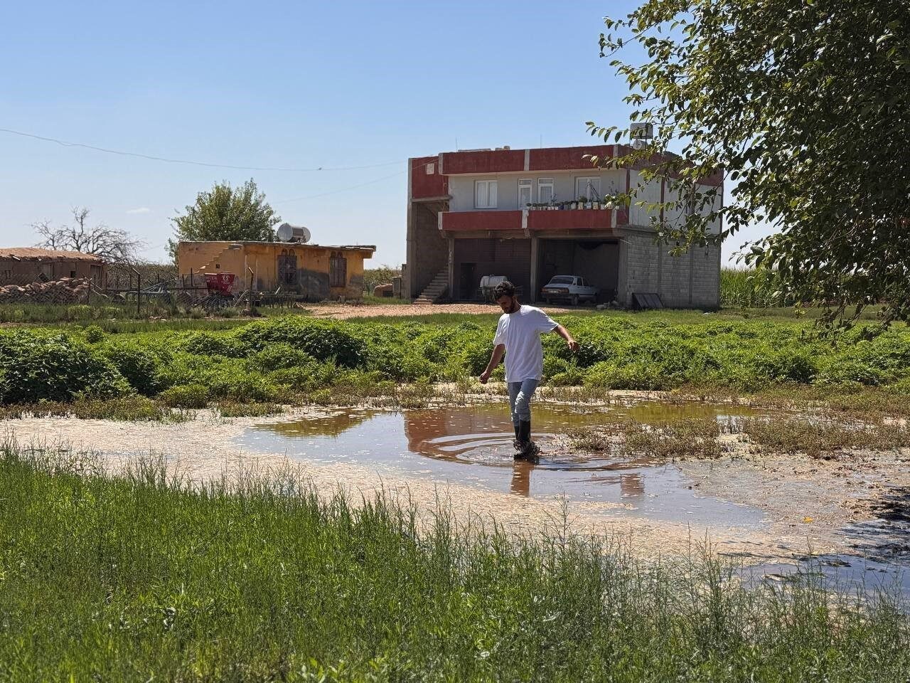 Şanlıurfa’nın Suruç ilçesinde taban suyunun yükselmesi nedeniyle tarım arazileri ve