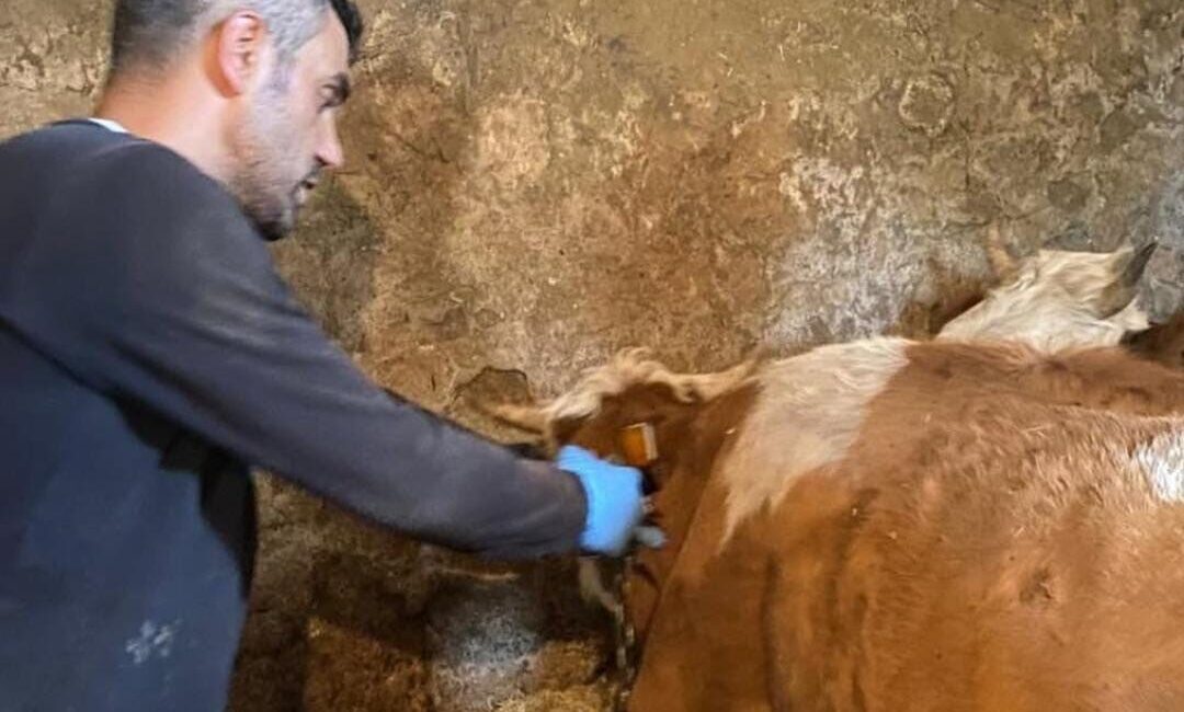 Ağrı’nın Hamur ilçesinde şap aşılamaları tüm hızıyla devam ederken, yetkililer