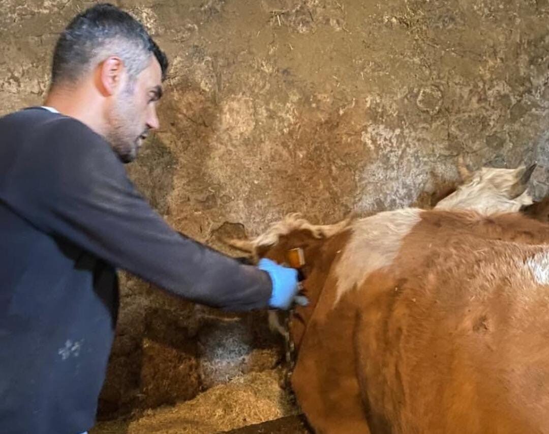 Ağrı’nın Hamur ilçesinde şap aşılamaları tüm hızıyla devam ederken, yetkililer