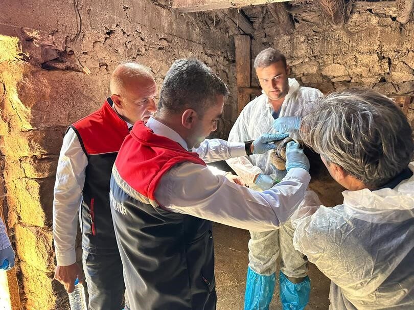 Erzurum’da şap virüsü taşıyan hayvanlara yönelik aşılama çalışmaları devam ediyor.