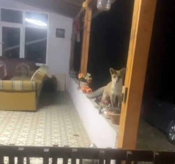 Tekirdağ’ın Saray ilçesinde bir vatandaşın yazlık evine gelen tilkiyle sohbeti