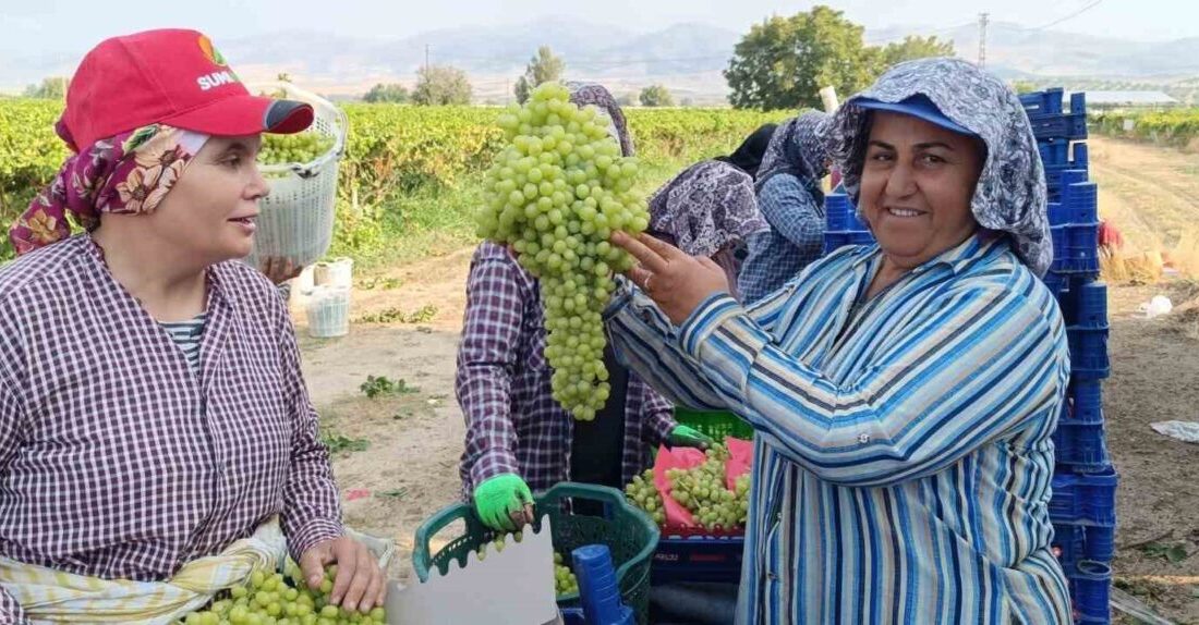 Manisa’nın Sarıgöl ilçesinde üzüm hasadı sırasında bulunan 5 kilo 500