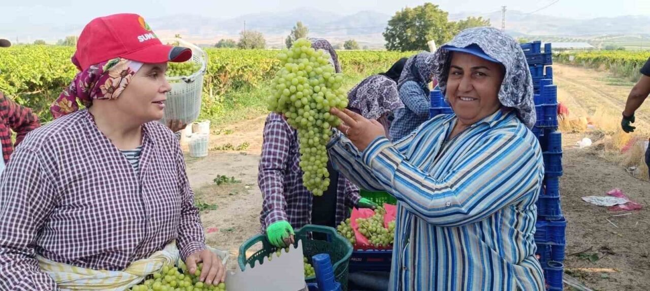 Manisa’nın Sarıgöl ilçesinde üzüm hasadı sırasında bulunan 5 kilo 500