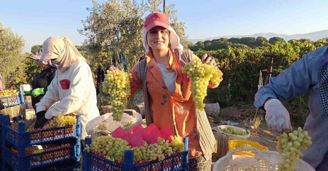 Manisa’nın Sarıgöl Ovası’nda dünyaca ünlü çekirdeksiz sofralık Sultaniye üzüm üreticileri