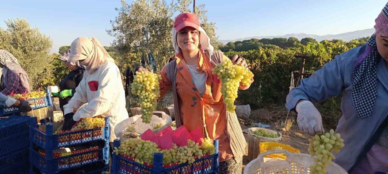 Manisa’nın Sarıgöl Ovası’nda dünyaca ünlü çekirdeksiz sofralık Sultaniye üzüm üreticileri