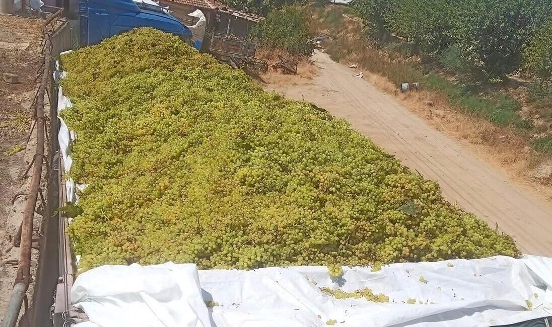 Manisa’nın Sarıgöl ilçesinde şaraplık üzüm alımları tüm hızıyla devam ediyor.