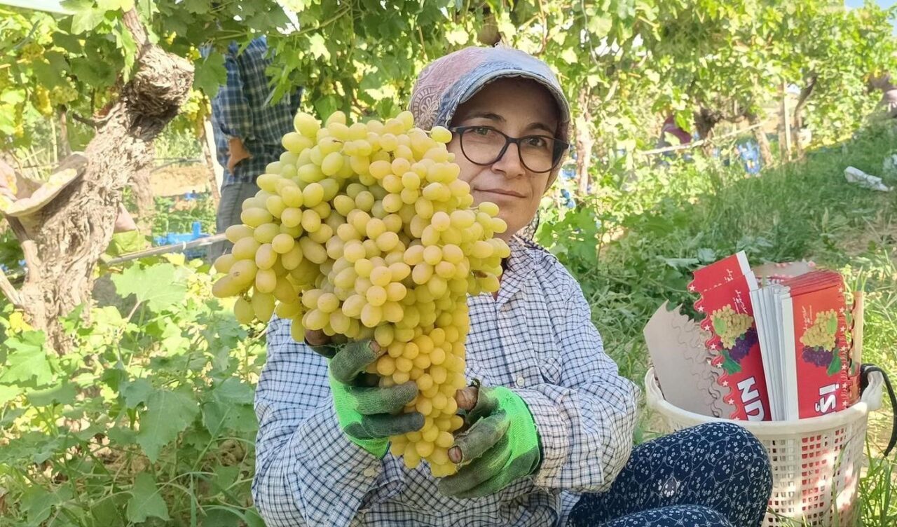 Manisa’nın Sarıgöl ilçesinde 2025 yılı yaş üzüm piyasasında yaşanan hareketlilik