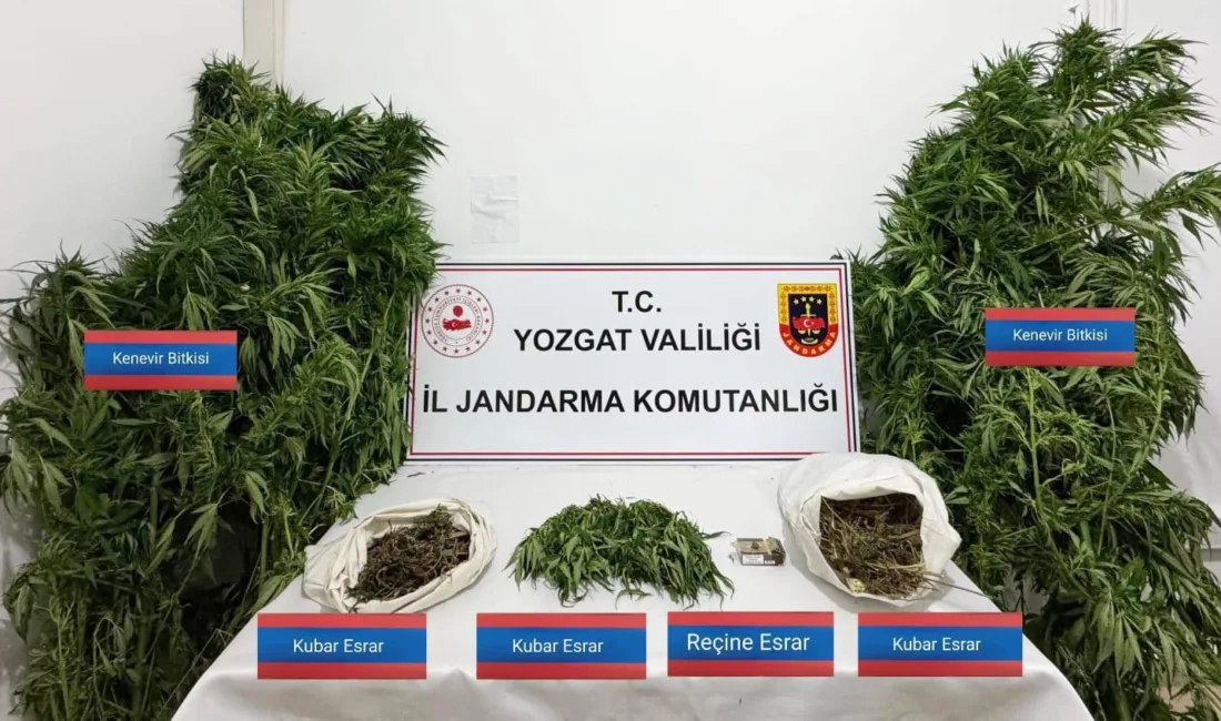 Yozgat’ın Sarıkaya ilçesinde düzenlenen operasyonda kenevir bitkisi, kubar esrar ve