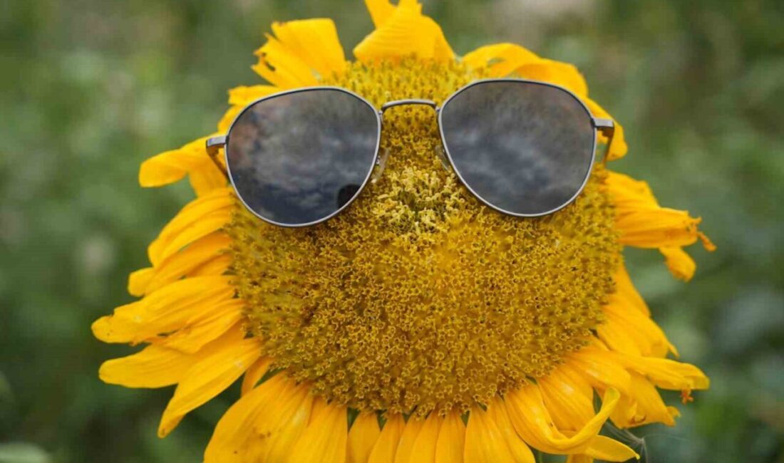 Erzincan’da ekimi yaygınlaşan, sarının her tonu ile güneşi kıskandıran ayçiçeği