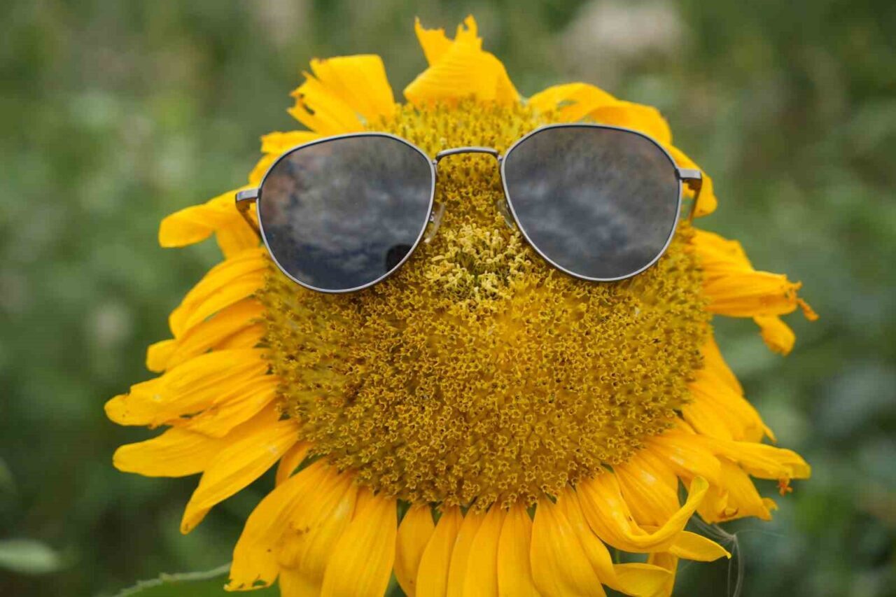 Erzincan’da ekimi yaygınlaşan, sarının her tonu ile güneşi kıskandıran ayçiçeği