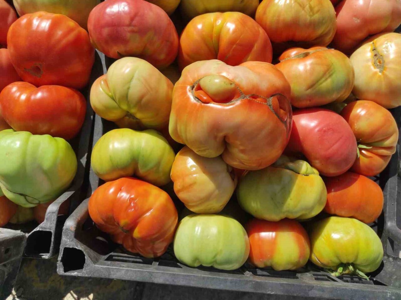 Batman’ın Sason ilçesinin yüksek rakımlı köylerinde yetiştirilen dev domatesler, organik