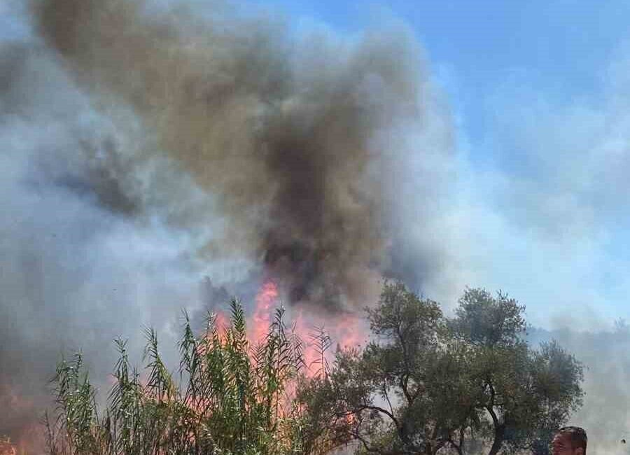 Muğla’nın Bodrum ilçesinde yol kenarında bulunan sazlık alanda çıkan ve