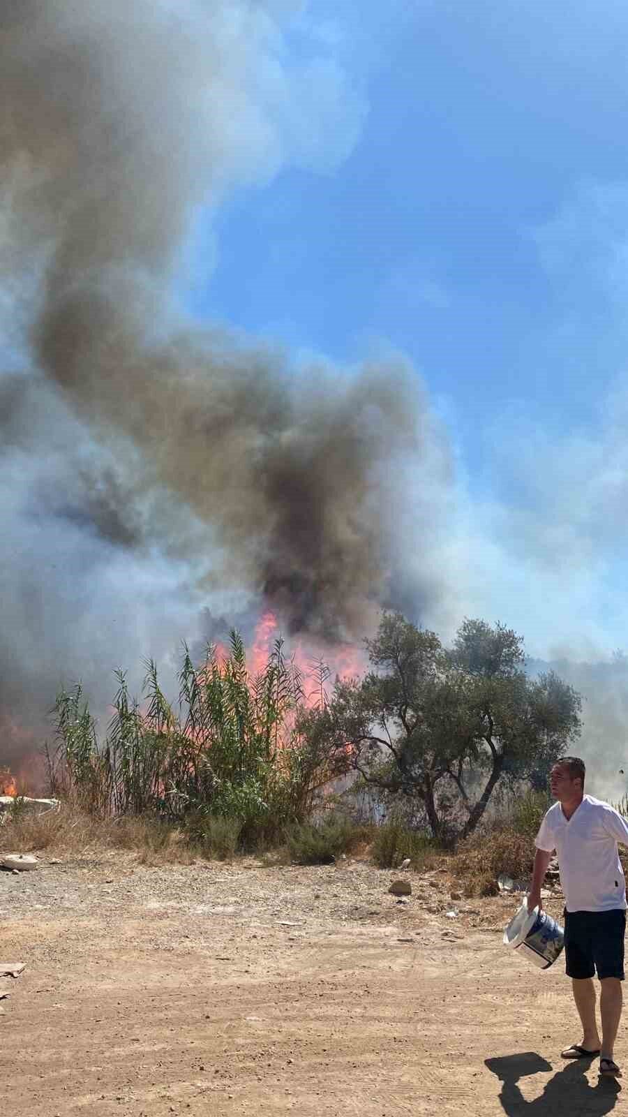 Muğla’nın Bodrum ilçesinde yol kenarında bulunan sazlık alanda çıkan ve