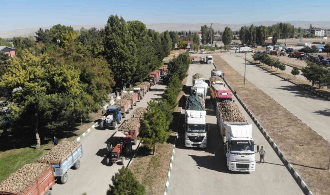 Muş’ta 44. şeker pancarı alım kampanyası başladı. 320 bin ton