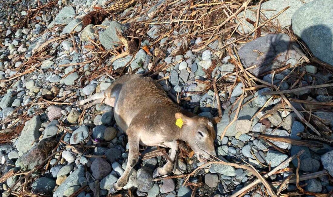 Artvin’in Arhavi ilçesinde etkili olan sağanak yağış sonrası derelerin taşmasıyla