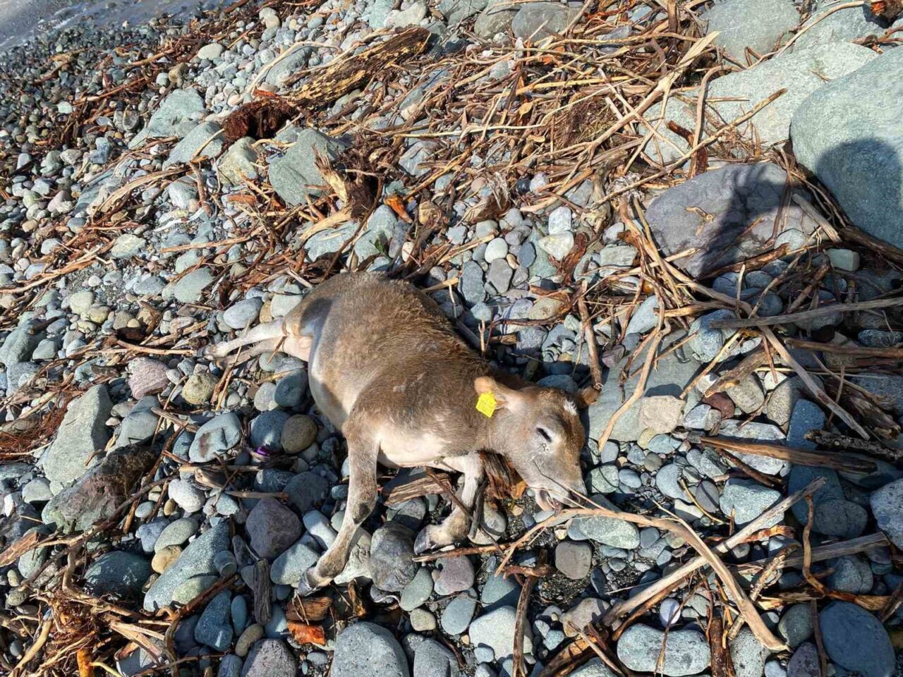 Artvin’in Arhavi ilçesinde etkili olan sağanak yağış sonrası derelerin taşmasıyla