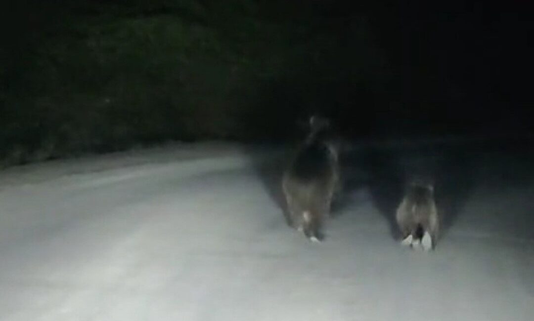 Bartın’ın Ulus ilçesinde aracıyla seyir halinde buluna bir kişi bir