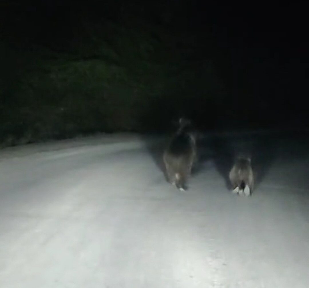 Bartın’ın Ulus ilçesinde aracıyla seyir halinde buluna bir kişi bir