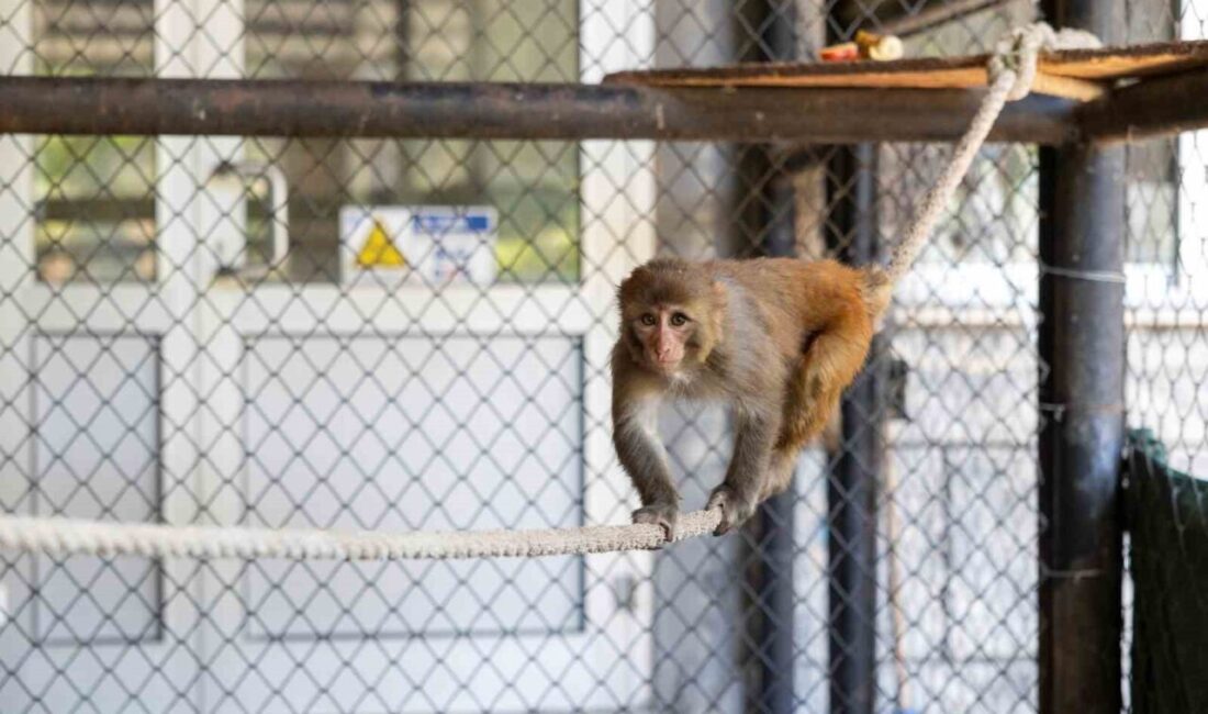 Hatay’da kötü muamele gördüğü gerekçesiyle Doğa Koruma ve Milli Parklar