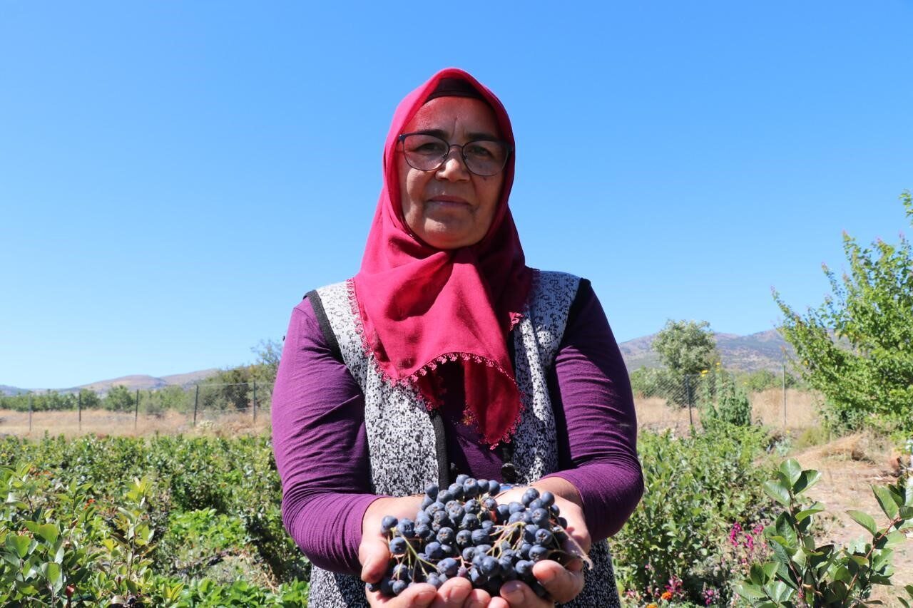 Antalya’dan Burdur’un Tefenni ilçesindeki köyüne dönerek aronya meyvesi yetiştirmeye başlayan