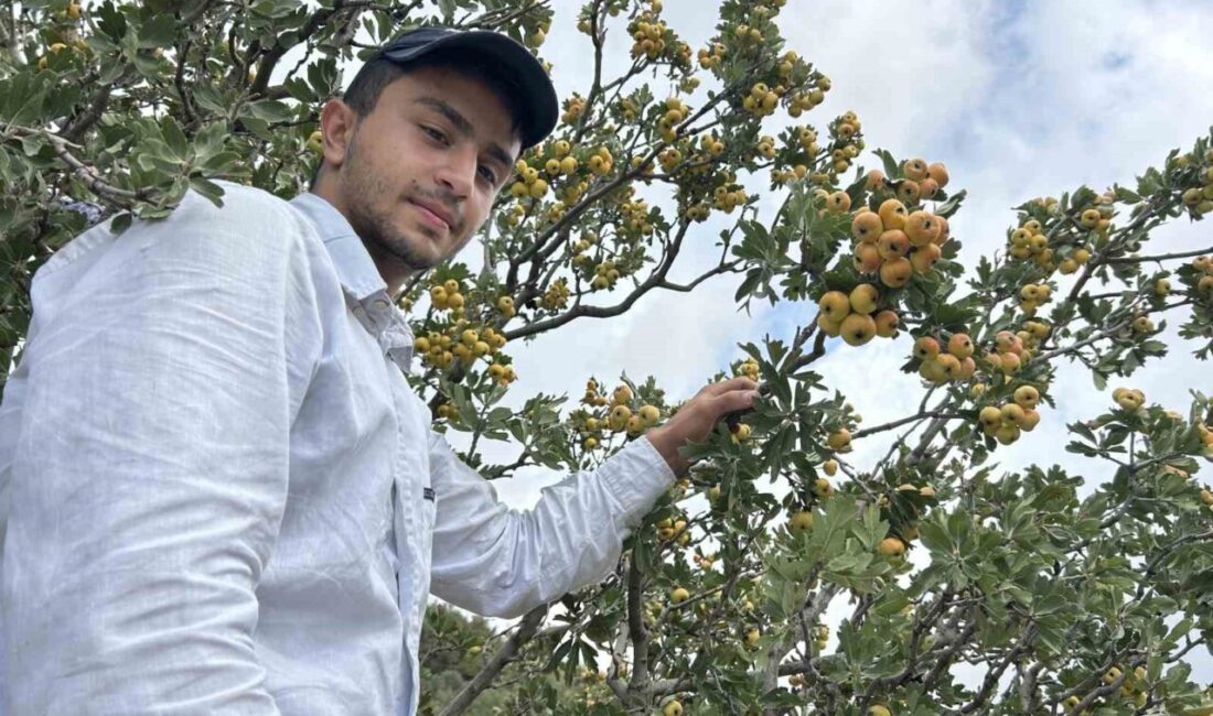 Hatay’da üreticilerin “şifa deposu” olarak nitelendirdiği alıçta hasat başladı. Yaklaşık