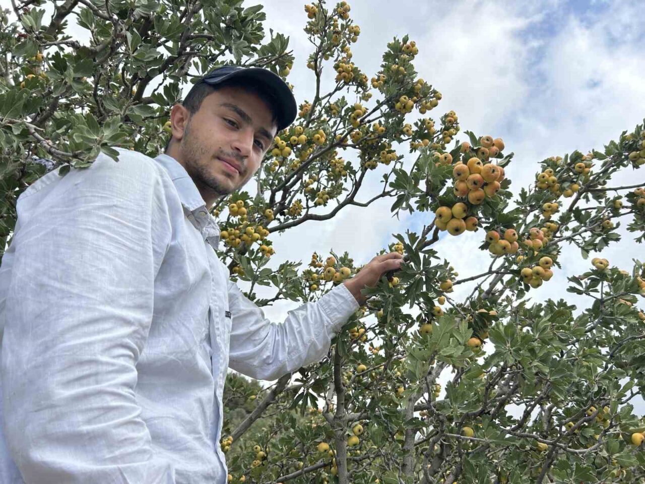 Hatay’da üreticilerin “şifa deposu” olarak nitelendirdiği alıçta hasat başladı. Yaklaşık